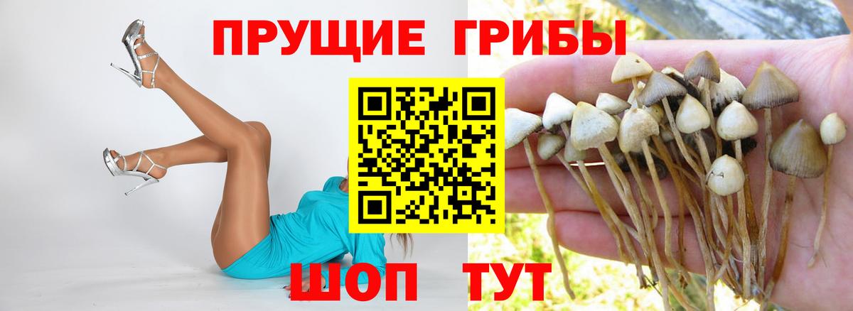 Галлюциногенные грибы Psilocybe Нягань
